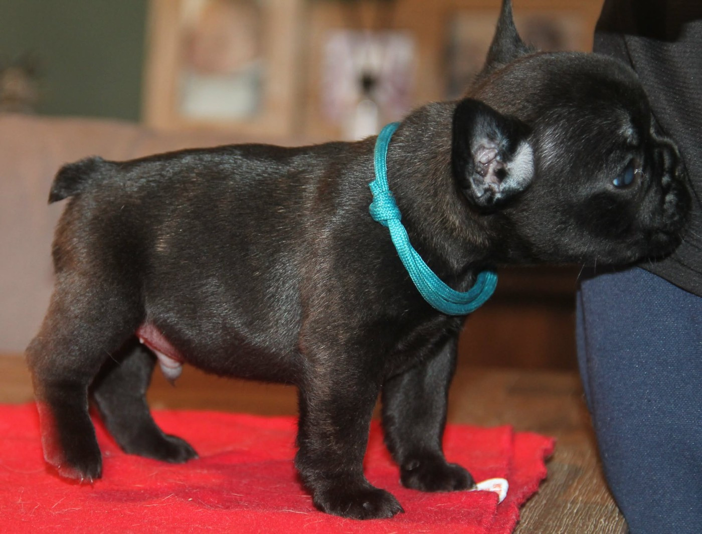 du domaine des molosses - Chiots disponibles - Bouledogue français
