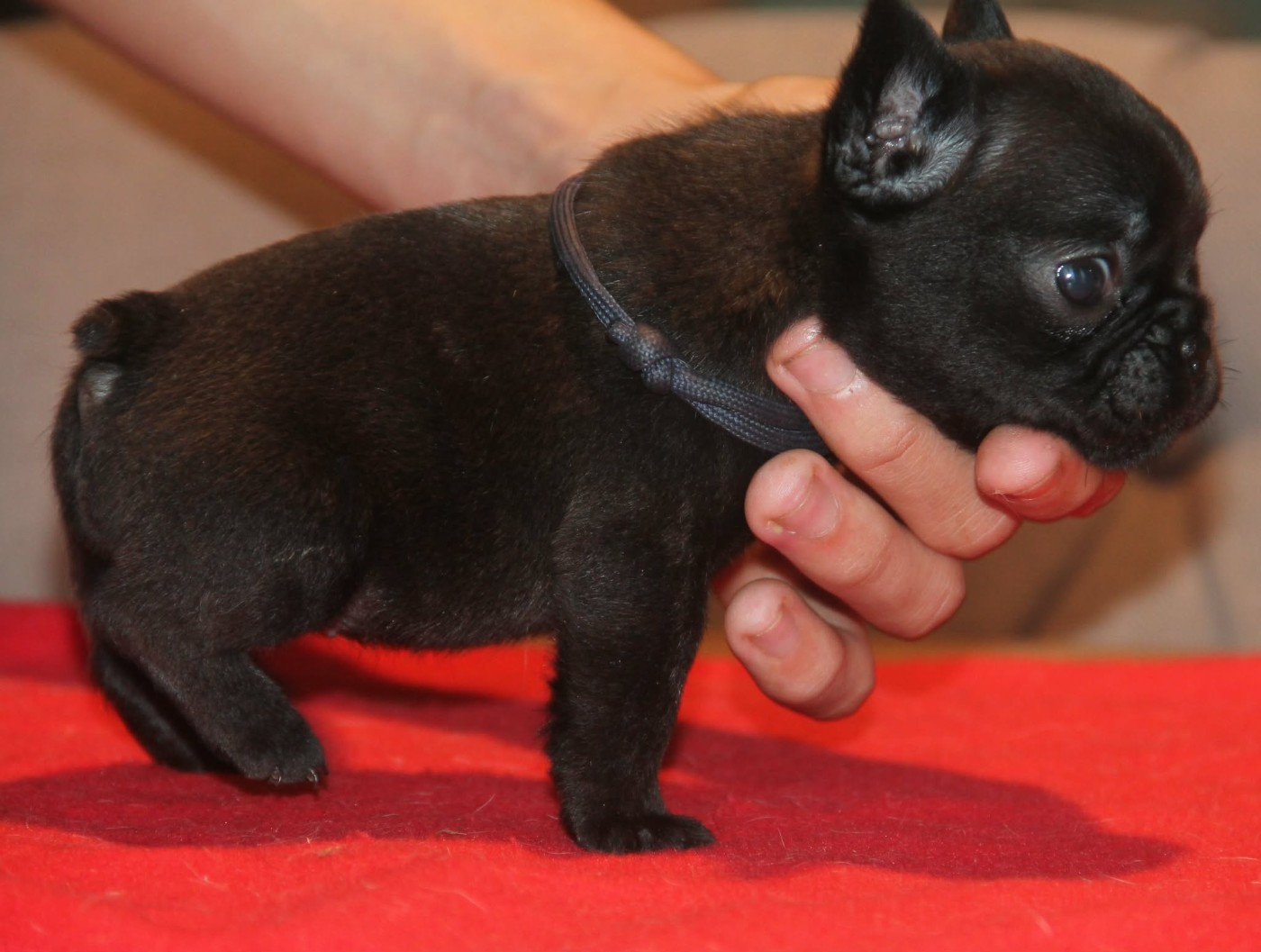 du domaine des molosses - Chiots disponibles - Bouledogue français