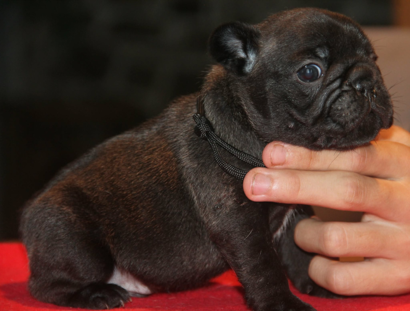 du domaine des molosses - Chiots disponibles - Bouledogue français