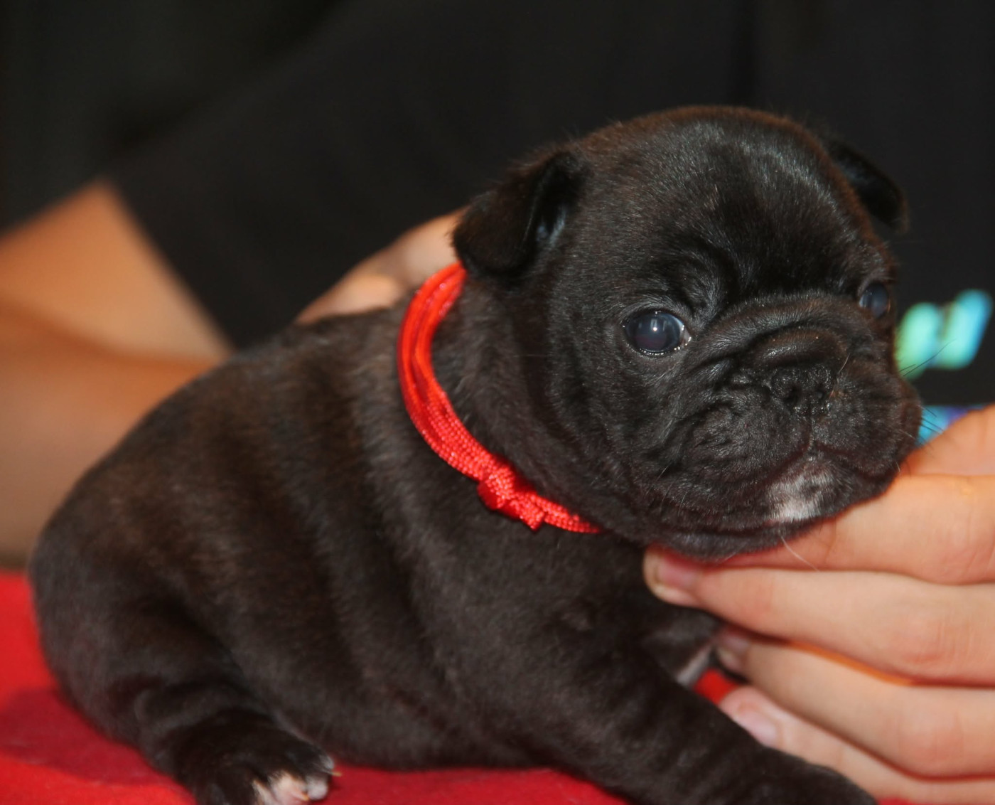 du domaine des molosses - Chiots disponibles - Bouledogue français
