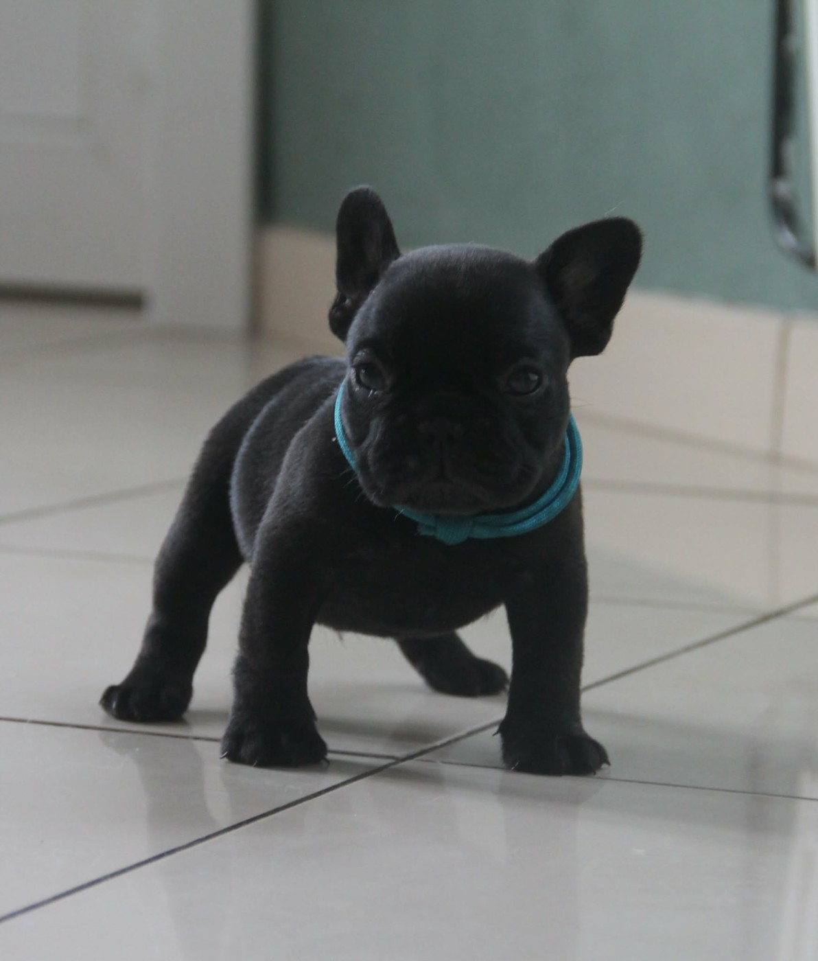 du domaine des molosses - Chiots disponibles - Bouledogue français
