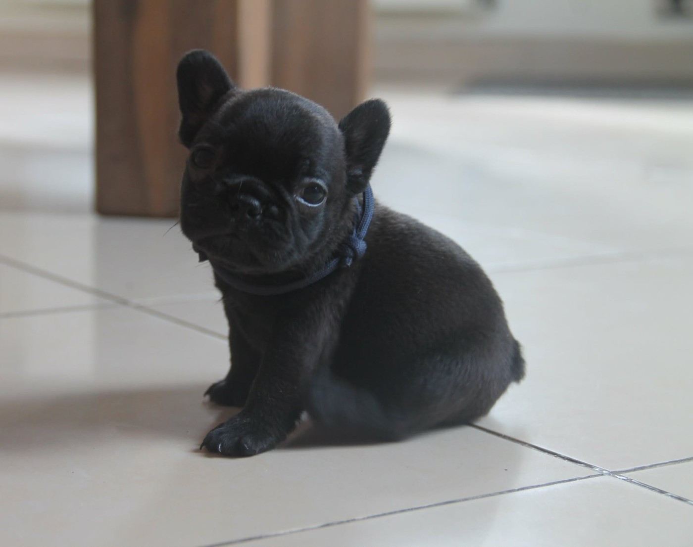 du domaine des molosses - Chiots disponibles - Bouledogue français