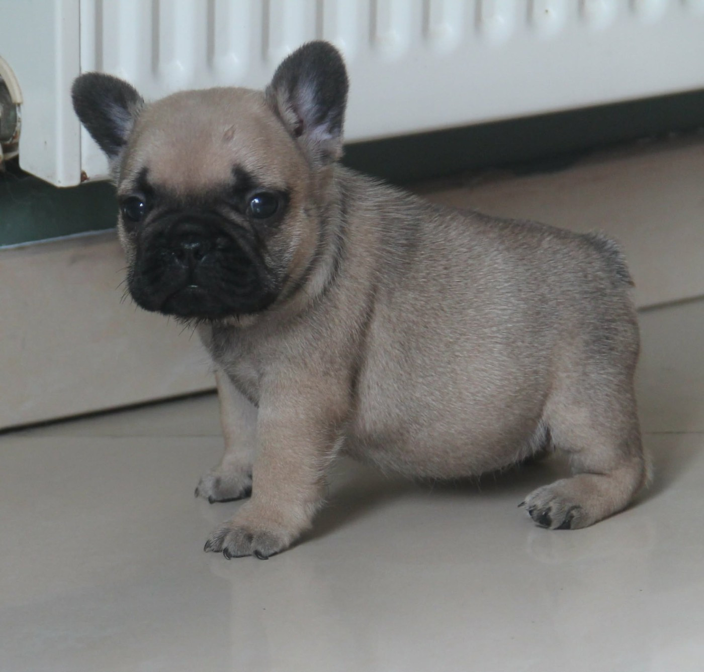 du domaine des molosses - Chiots disponibles - Bouledogue français