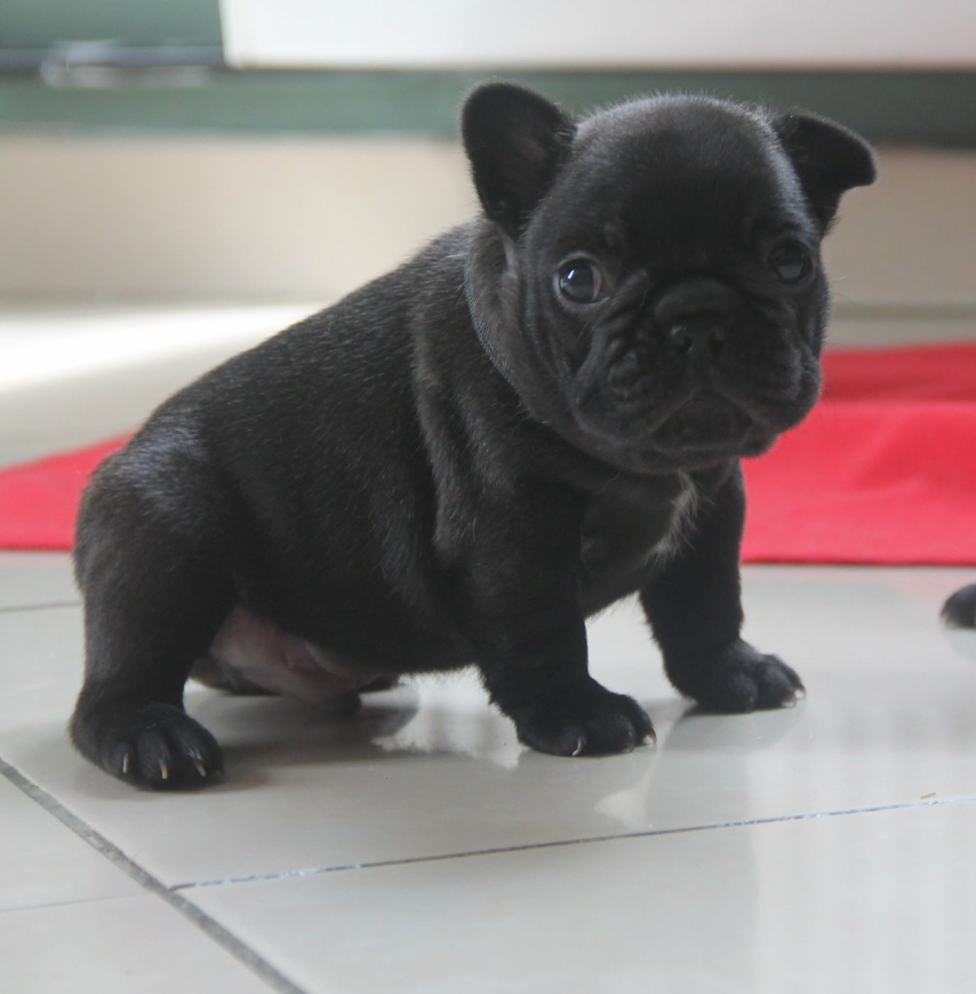 du domaine des molosses - Chiots disponibles - Bouledogue français