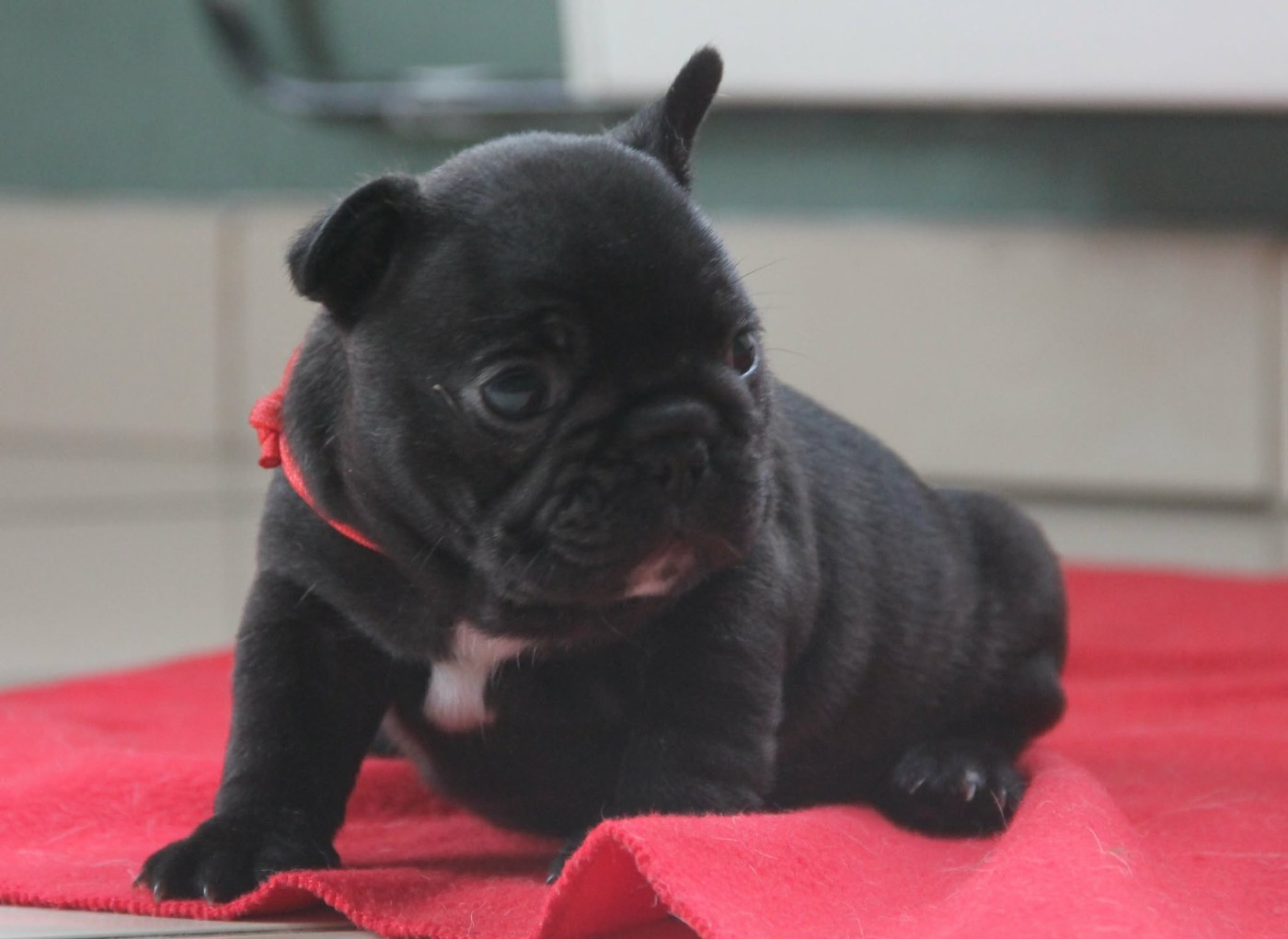 du domaine des molosses - Chiots disponibles - Bouledogue français