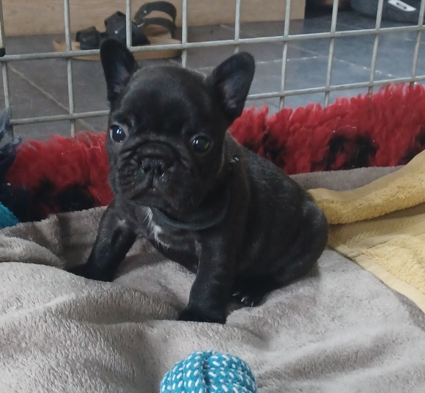 du domaine des molosses - Chiots disponibles - Bouledogue français