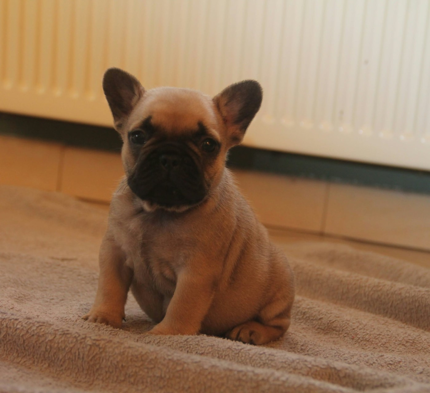 du domaine des molosses - Chiots disponibles - Bouledogue français