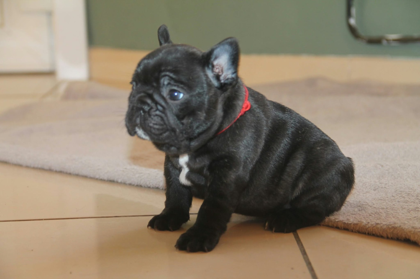 du domaine des molosses - Chiots disponibles - Bouledogue français