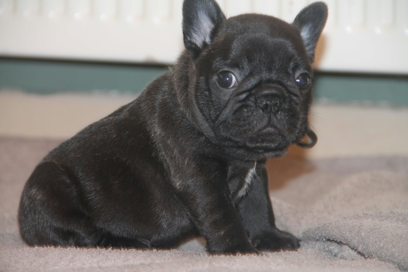 du domaine des molosses - Chiots disponibles - Bouledogue français