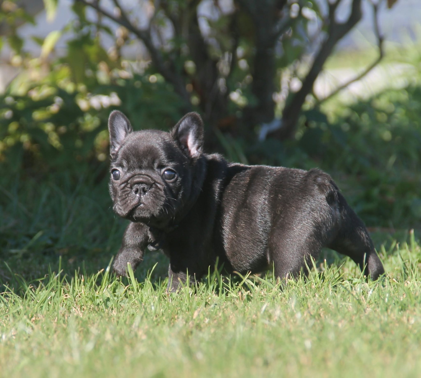 du domaine des molosses - Chiots disponibles - Bouledogue français