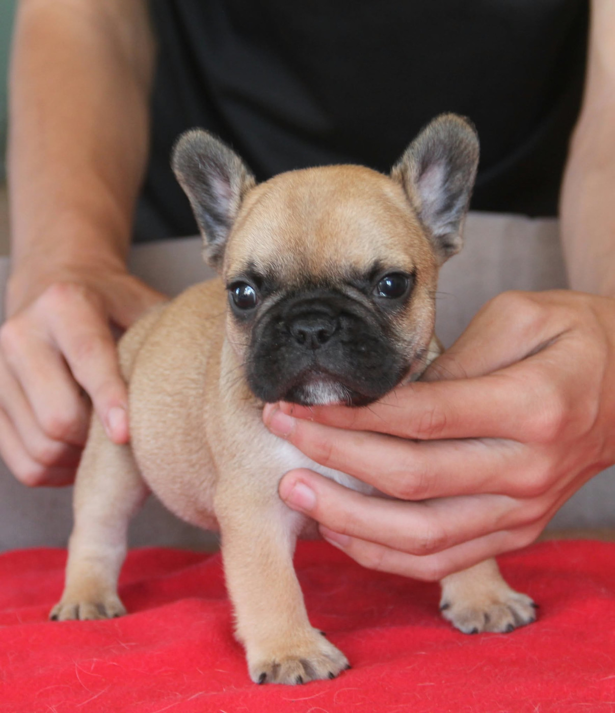 du domaine des molosses - Chiots disponibles - Bouledogue français