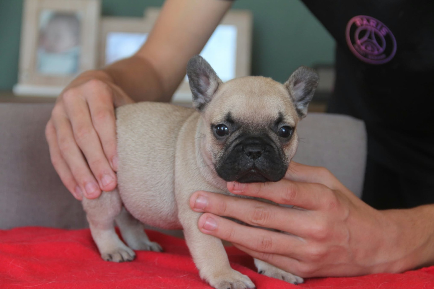 du domaine des molosses - Chiots disponibles - Bouledogue français