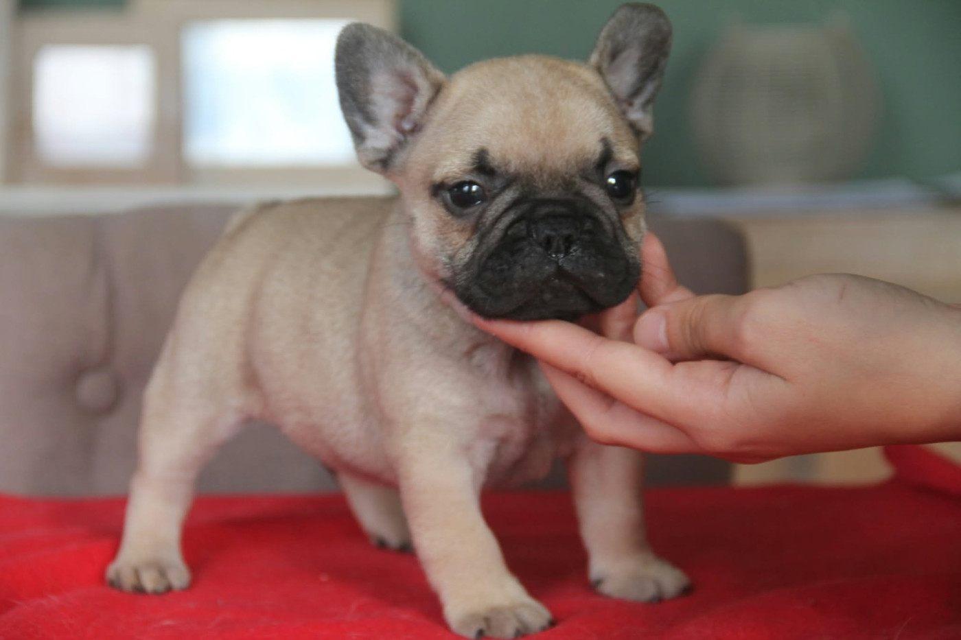 du domaine des molosses - Chiots disponibles - Bouledogue français