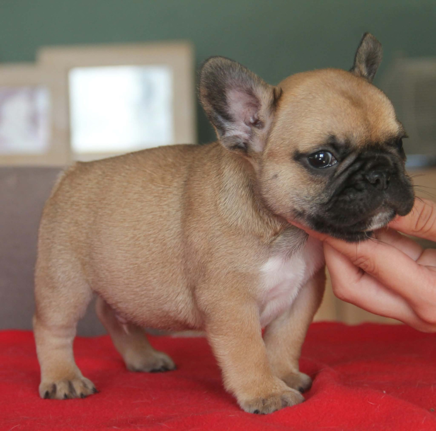 du domaine des molosses - Chiots disponibles - Bouledogue français