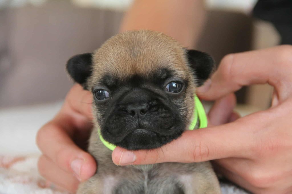 du domaine des molosses - Chiots disponibles - Bouledogue français