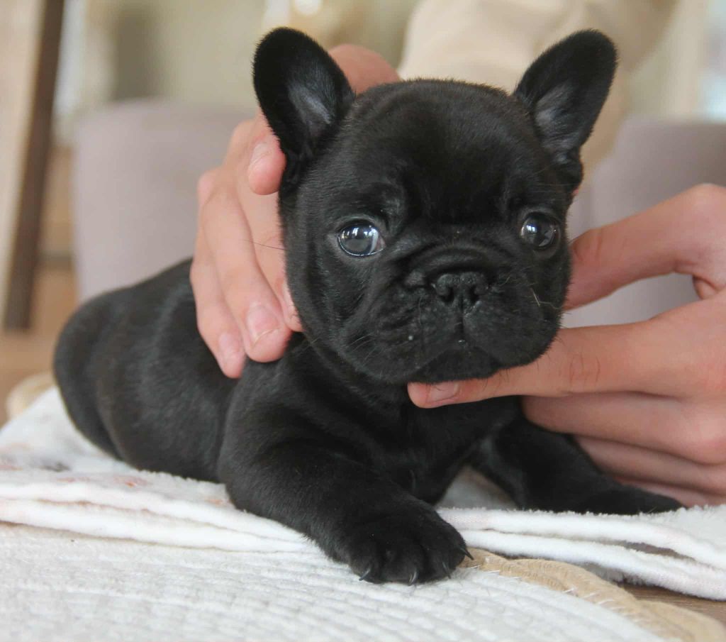 du domaine des molosses - Chiots disponibles - Bouledogue français
