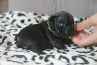 Chiot N°2