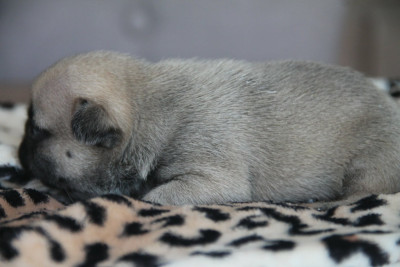 Chiot N°4