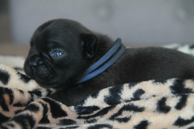 Chiot N°5