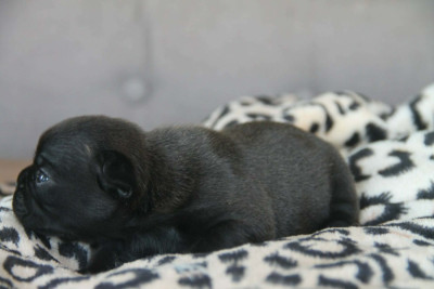 Chiot N°1