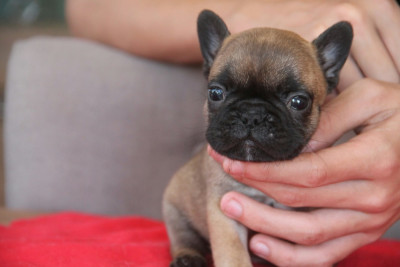Chiot N°3