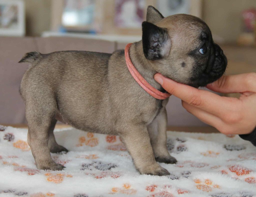 du domaine des molosses - Chiots disponibles - Bouledogue français