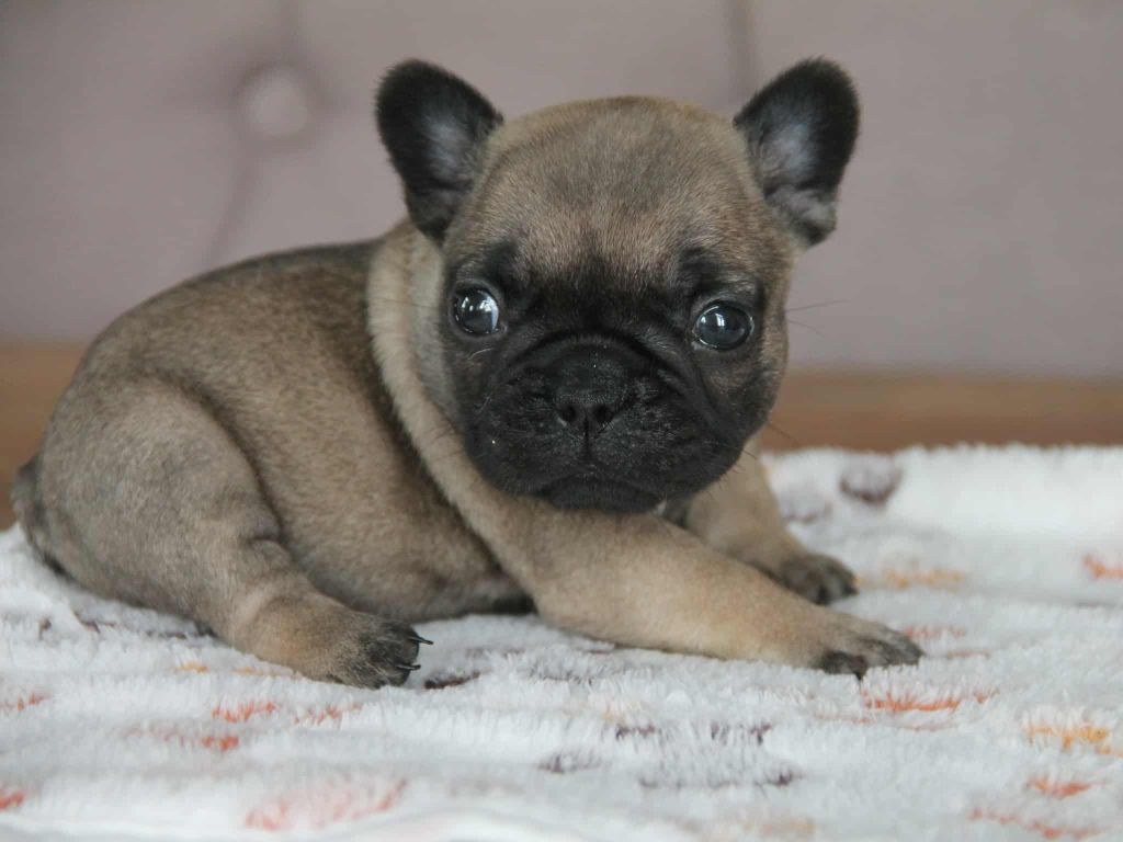 du domaine des molosses - Chiots disponibles - Bouledogue français