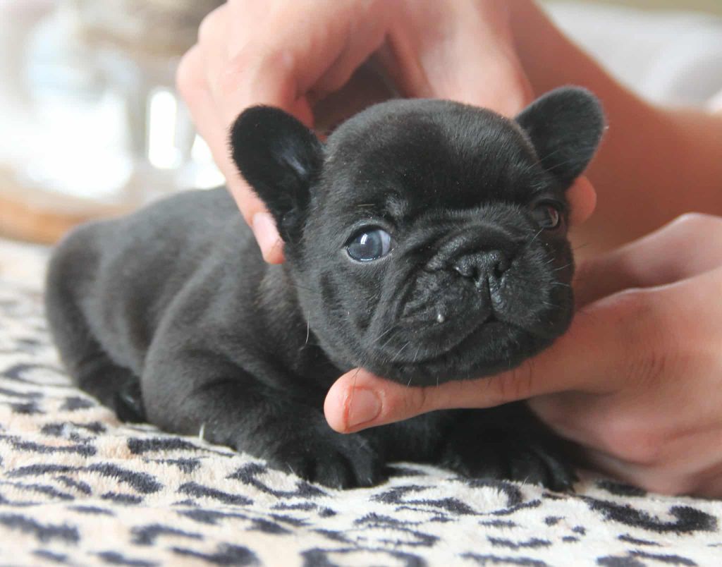 du domaine des molosses - Chiots disponibles - Bouledogue français