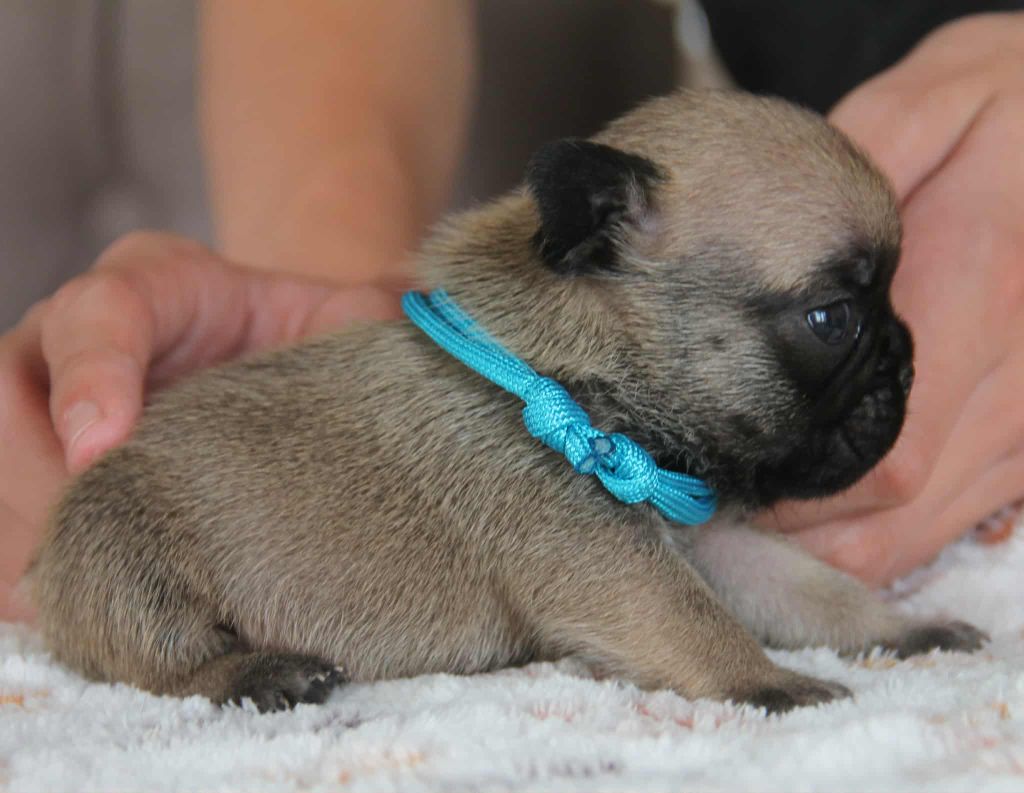 du domaine des molosses - Chiots disponibles - Bouledogue français