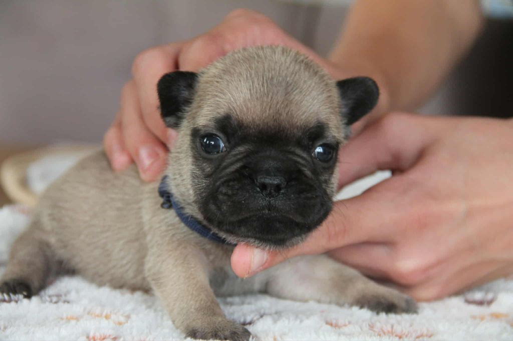 du domaine des molosses - Chiots disponibles - Bouledogue français