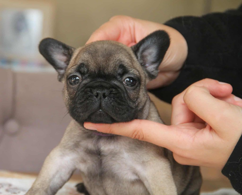 du domaine des molosses - Bouledogue français - Portée née le 11/08/2025