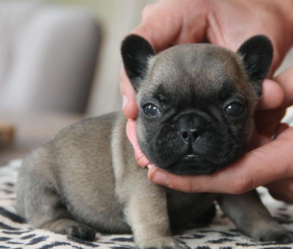 du domaine des molosses - Chiots disponibles - Bouledogue français