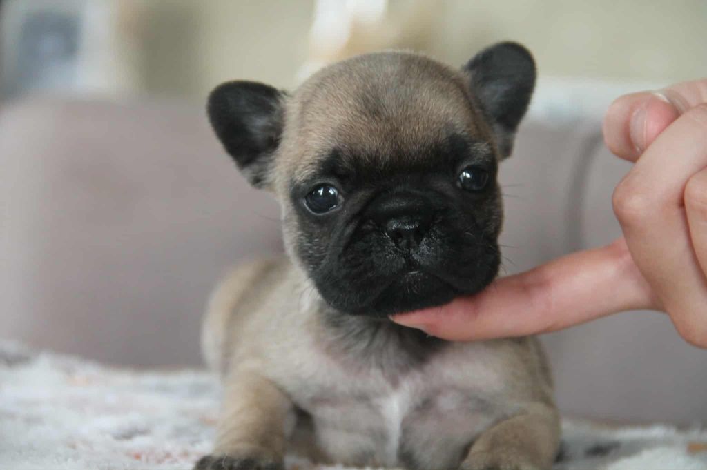du domaine des molosses - Chiots disponibles - Bouledogue français